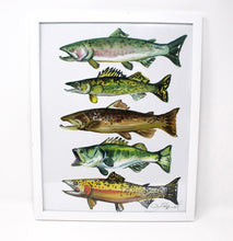 Load image into Gallery viewer, 11x14 Fish Art Print of Salmon, Brown Trout, Walleye, Large Mouth Bass and Cut Throat Trout
