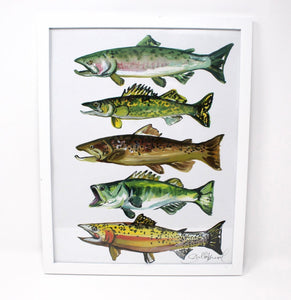 11x14 Fish Art Print of Salmon, Brown Trout, Walleye, Large Mouth Bass and Cut Throat Trout